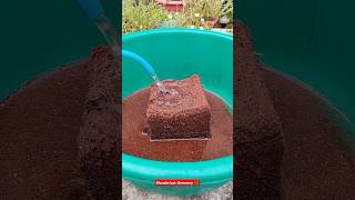 Coco peat brick cocopeat shorts plants ytshorts gardening barish rain indoorplants [upl. by Kired933]