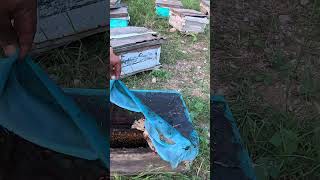 honey bees farming [upl. by Felicdad]