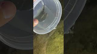 CHECK OUT THESE TEXAS CICHLID FRY I FOUND❗️fy fypp foryou explore nature wildlife explore [upl. by Highams]