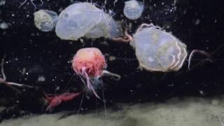 Bizarre Benthic Siphonophores  Nautilus Live [upl. by Asirral779]