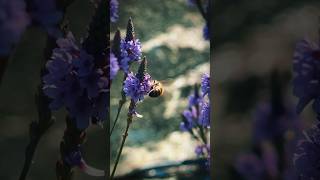 Blue Vervain Medicinal AND Beautiful 😍 bluevervain tea medicinalplants [upl. by Marlie]