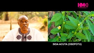 BENEFITS OF SIDA ACUTA OSEPOTU BY DR O JEGEDE SENIOR RESEARCHER AND LECTURER [upl. by Eedeed]