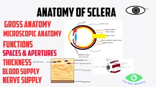 Anatomy of sclera [upl. by Evonne605]