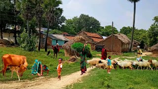 Natural village life in india  Daily routine in uttar pradesh village upvillage farming village [upl. by Brookhouse]