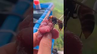 How to Destroy a Deadly Hornet Hive The Answer Will Shock You 😱 shorts Hornet [upl. by Jud165]