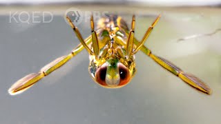 Backswimmer Insects Drag Prey Into the Upside Down  Deep Look [upl. by Andres]