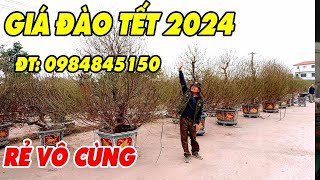 Chú Hưng dự đoán về giá Đào tết 2024 mọi người dân ai cũng chơi được ĐT 0984845150 [upl. by Burr]