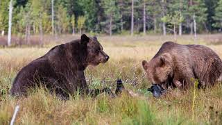 Eastern Finland  Bear and Wolf Watching 2024 [upl. by Gilbertson]