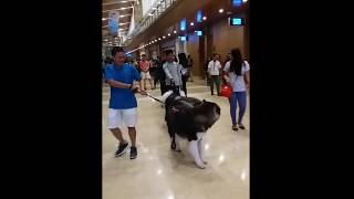 Ini Anjing Apa Serigala Gede Banget Big Dog in a Mall [upl. by Aizatsana]