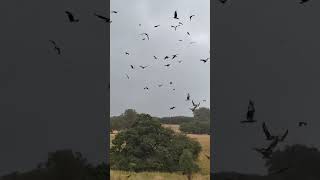 Red kites galore at Gigrin Farm that Alan was lucky enough to visit whilst in wales nature redkite [upl. by Nitsur]