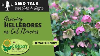 Seed Talk 77  Growing Hellebores as Cut Flowers [upl. by Aryk673]