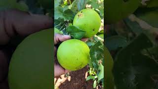 Growing Orange Fruits [upl. by Ytsihc]