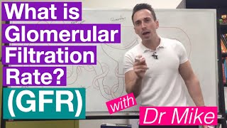 Glomerular Filtration Rate GFR  Renal System [upl. by Etezzil]