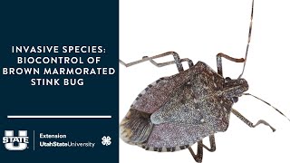 Invasive Species  Biocontrol of Brown Marmorated Stink Bug [upl. by Soalokin]