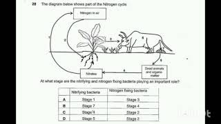 GRADE 12 BIOLOGY  NITROGEN CYCLE  2001 [upl. by Avron]