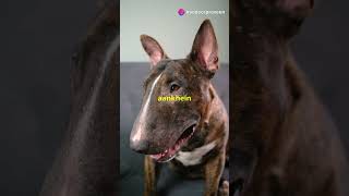 Bull Terrier  BullTerrier DogBreed BullTerrierLove PlayfulPup UniqueDog BullTerrierLife [upl. by Tloc]