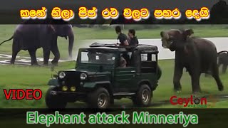 kanehila attacking jeeps elephant attack minneriyanationalpark safari [upl. by Ativet]