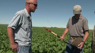 NoTill Sugar Beets in Montana Producer Perspectives [upl. by Penthea835]