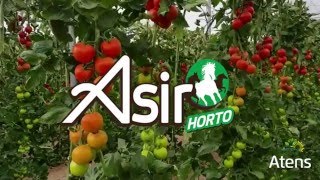 ASIR Horto  Tomate [upl. by Gautea]