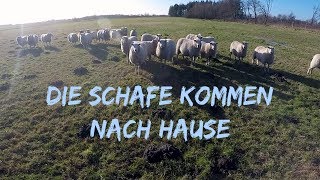 Die Schafe kommen nach Hause  Zukunft der Weidetiere  DEICHVLOG 12 [upl. by Alol]