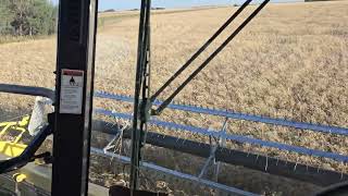 Soft White Wheat harvest begins [upl. by Winne]