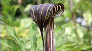 Arisaema The Cobra Lily [upl. by Nilorac]