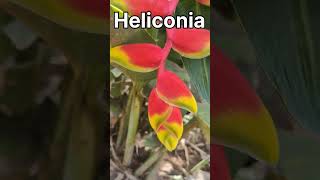 Heliconia rostrata plant [upl. by Esimaj]