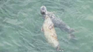 Harbor Seals Mating Courtship Mating Games Puget Sound [upl. by Qulllon344]