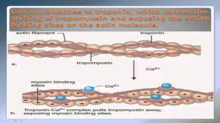 Sliding Filament Theory Part 2 NSCA Certification [upl. by Isma]