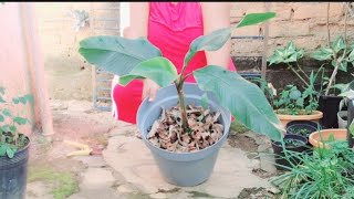 How to Prune the Dry Leaves of Musa Aculeata  Pink Banana and Use as Fodder plants garden [upl. by Eidurt]