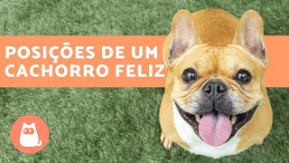 10 POSIÇÕES de um CACHORRO que indicam que ele está FELIZ 🐶✅ [upl. by Eimme577]