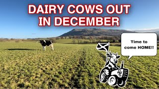 Dairy Cattle Out In DECEMBER… Better Bring THEM IN [upl. by Nas]