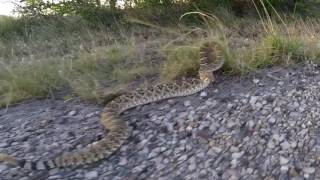 This is what happens when you play with Rattlesnakes [upl. by Arley]