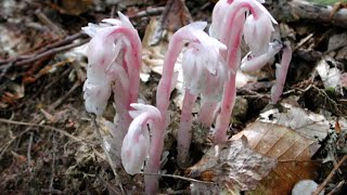 Indian pipe harvest and tincture [upl. by Atniuq]