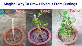 Easy To Grow Hibiscus from cuttings  how to grow hibiscus cuttings  hibiscus from cuttings [upl. by Imailiv148]