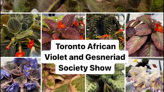 The Toronto African Violet and Gesneriad Society  Show Tables [upl. by Lorilee]