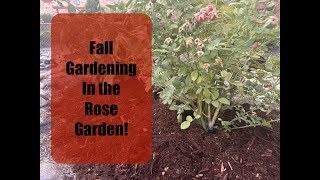 How to care for your roses in the fall for winter preparation [upl. by Mona387]