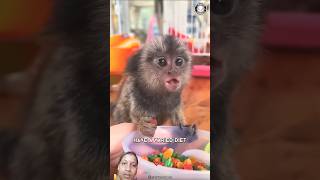 1MinuteAnimals animals pygmymarmoset monkey marmoset wildlife marmot pets mammals nature [upl. by Ulphia]