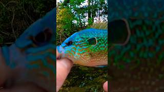 UNBELIEVABLY Colorful Longear Sunfish Catch From A Creek 👍👍👍 Shorts Fishing [upl. by Ecnesse]