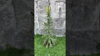 Mullein plant in flower  August 2024 [upl. by Claresta]