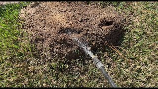 Killing Fire Ants With Cypermethrin [upl. by Eiramacissej219]