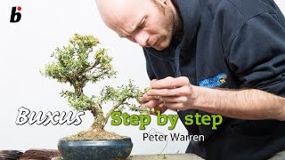 Step by step guide for BUXUS HARLANDII [upl. by Iredale]