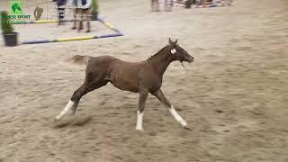 HSI Foal Championship Final 2023 Horse Eventing Centrefire ISH Champion [upl. by Glori544]