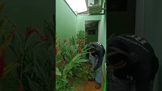 COMO fazer PODAS na planta ALPINIA PURPURATA gardenmaintenance jardinagem [upl. by Asiulairam]