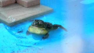 Giant African Bullfrog outdoor croak 2 [upl. by Zildjian141]