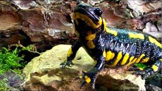 Dramatischer Feuersalamander  Dramatic fire salamander [upl. by Mohr]