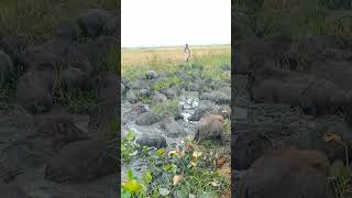 wild pigs animals video swines open pigs shorts [upl. by Lamar]