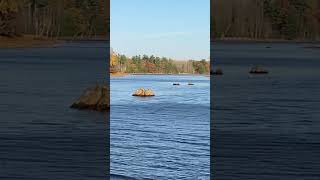 Chippewa flowage shallow stumps [upl. by Leerzej]