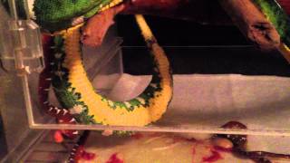 Emerald Tree Boa giving birth  Corallus Batesii Amazon Basin type ETB [upl. by Nnalyrehc]