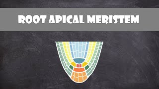 Root Apical Meristem Structure  Plant Biology [upl. by Aihsit230]